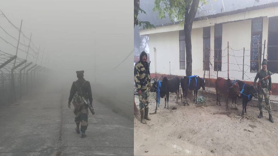 Assam: BSF thwarts cattle smuggling attempt amid dense fog in Dhubri Assam: BSF thwarts cattle smuggling attempt amid dense fog in Dhubri
