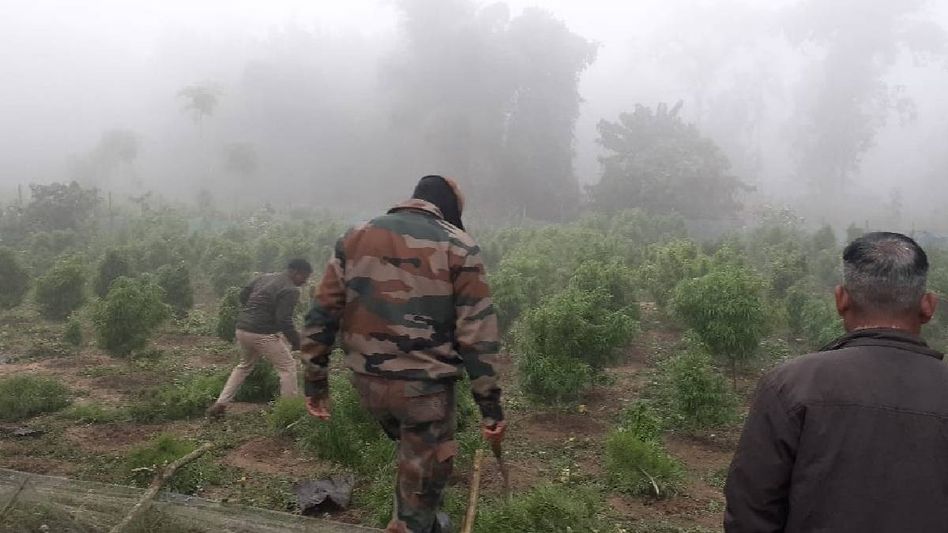 Tripura BSF destroys 5,000 Ganja plants in Khowai district Tripura BSF destroys 5,000 Ganja plants in Khowai district