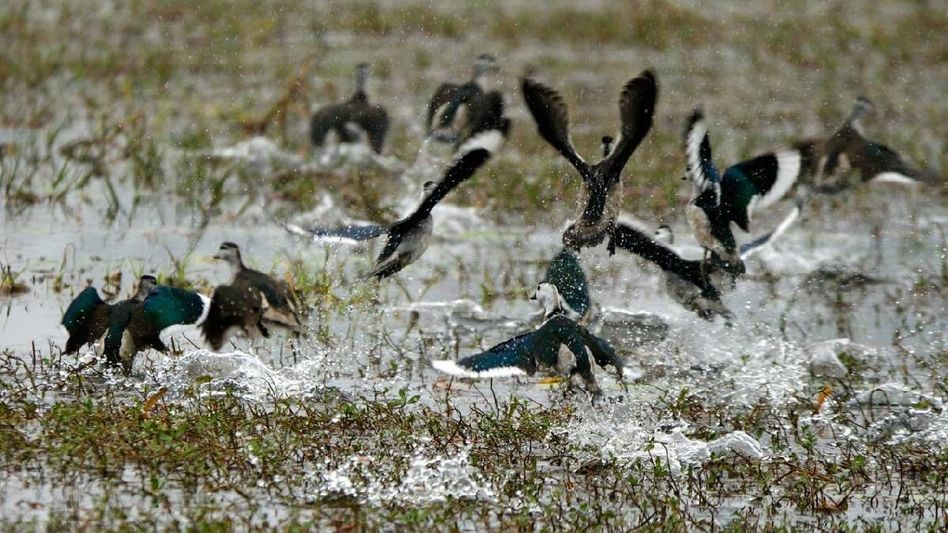 Manipur: Loktak Development Authority convenes meeting to launch bird census and conservation initiatives Manipur: Loktak Development Authority convenes meeting to launch bird census and conservation initiatives