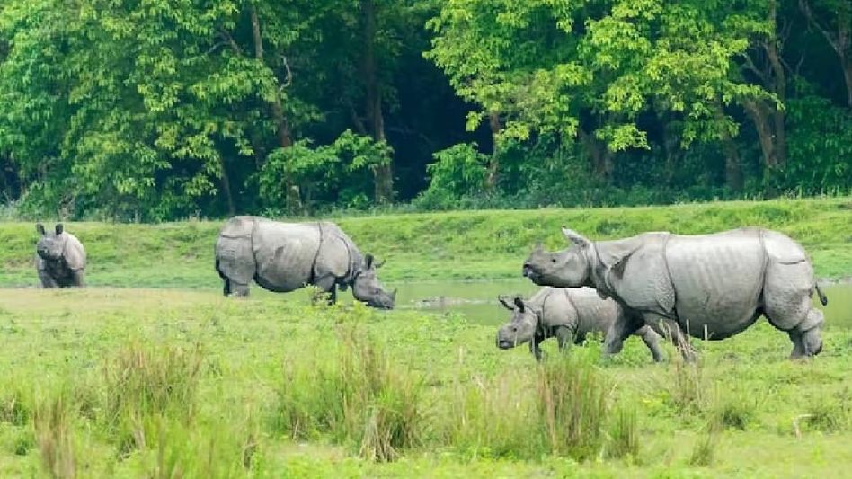 Assam's Kaziranga National Park sees record tourist inflow in two decades Assam's Kaziranga National Park sees record tourist inflow in two decades