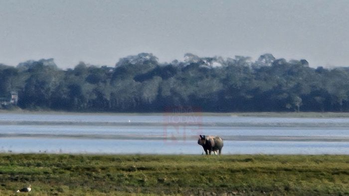 Kaziranga's balancing act: Wildlife, tourism, fight for local prosperity