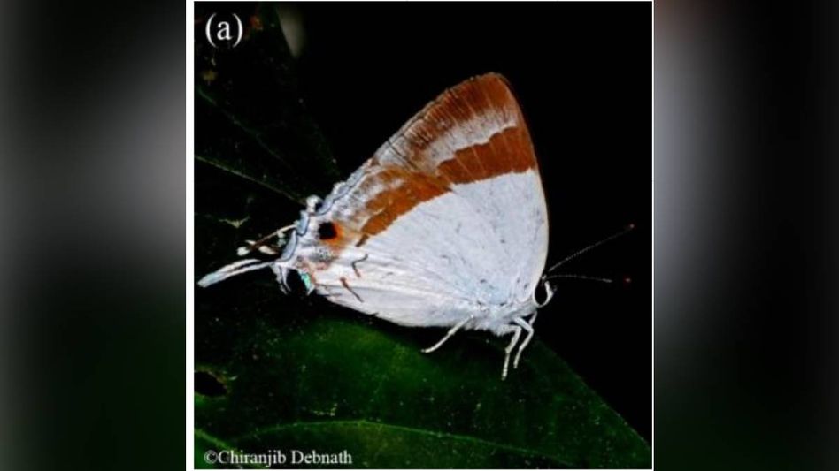 Tripura records rare butterfly species for first time in Sepahijala Wildlife Sanctuary Tripura records rare butterfly species for first time in Sepahijala Wildlife Sanctuary