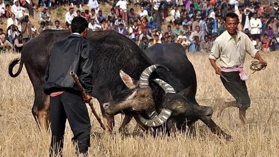 Assam: Morigaon's new advocacy group challenges buffalo fight ban in state Assam: Morigaon's new advocacy group challenges buffalo fight ban in state