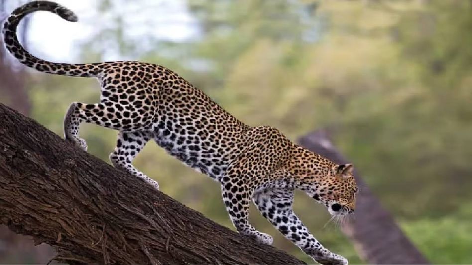 Assam's Nagaon forest officials capture 'panic-creating' leopard Assam's Nagaon forest officials capture 'panic-creating' leopard