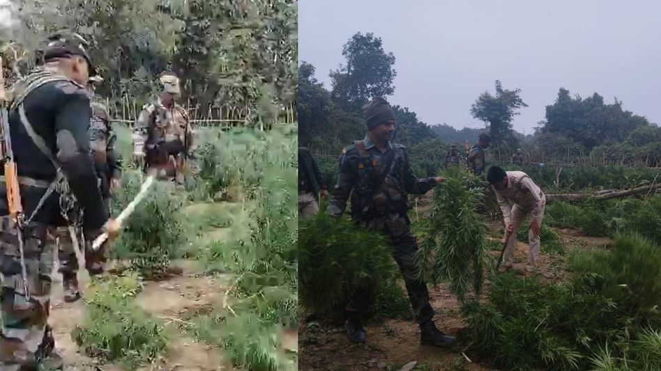 Tripura: Jatrapur police destroy 40,000 Ganja plants in South Nidaya Manaititta area Tripura: Jatrapur police destroy 40,000 Ganja plants in South Nidaya Manaititta area