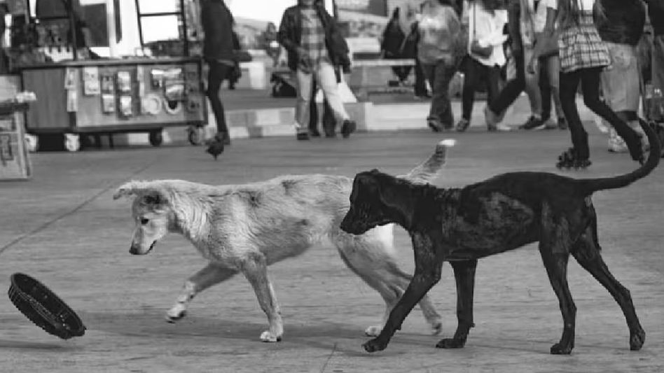 Nagaland's Kohima admin warns against killing of animals, including stray dogs Nagaland's Kohima admin warns against killing of animals, including stray dogs