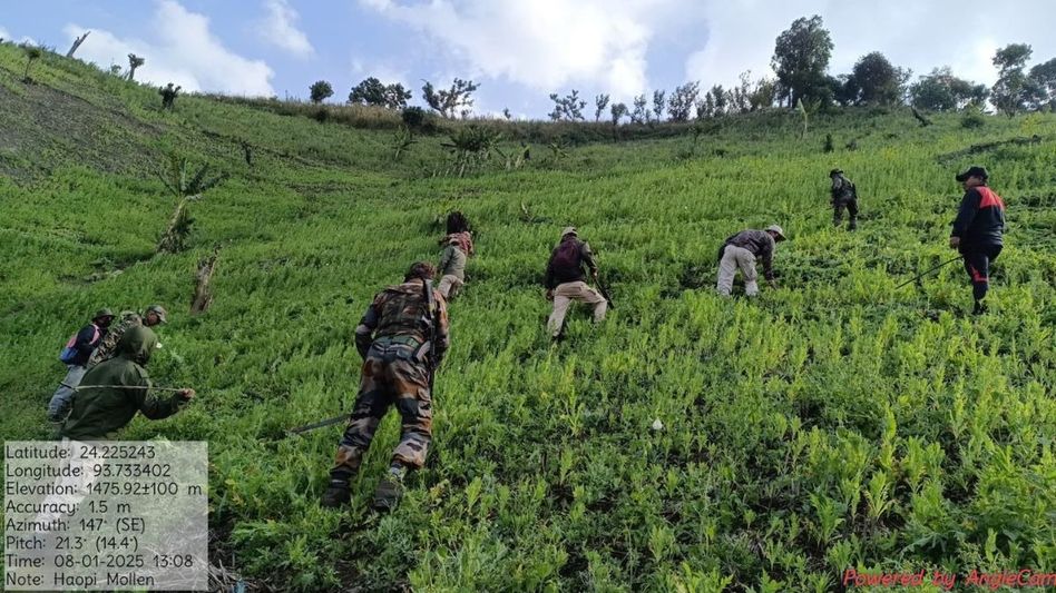 Manipur: Four acres of illicit poppy cultivation destroyed in Churachandpur Manipur: Four acres of illicit poppy cultivation destroyed in Churachandpur