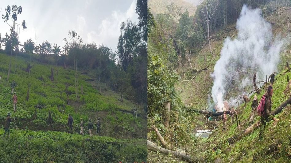 Manipur: 19 acres of poppy plantation destroyed in Senapati's Khabung hill range Manipur: 19 acres of poppy plantation destroyed in Senapati's Khabung hill range