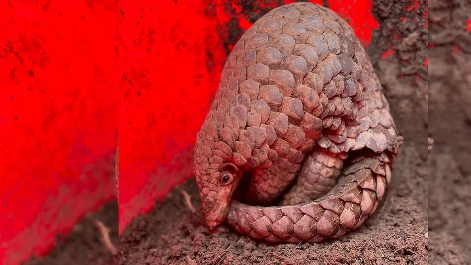 New pangolin species discovered in Arunachal Pradesh New pangolin species discovered in Arunachal Pradesh