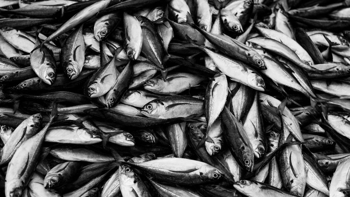 Manipur's annual Imoinu Fish Fair targets record 80,000 kg sale