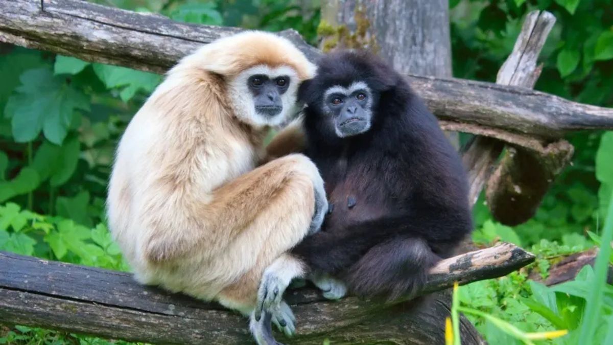 Assam: Centre approves oil and gas exploratory drilling in Hoollongapar Gibbon Wildlife Sanctuary