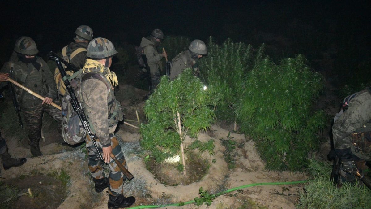Assam Rifles destroys cannabis plantation worth Rs 3.5 crore in Tripura Assam Rifles destroys cannabis plantation worth Rs 3.5 crore in Tripura