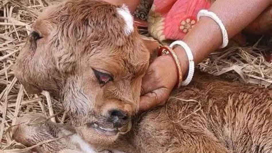 Two-headed calf born in Tripura village, draws curious crowds Two-headed calf born in Tripura village, draws curious crowds