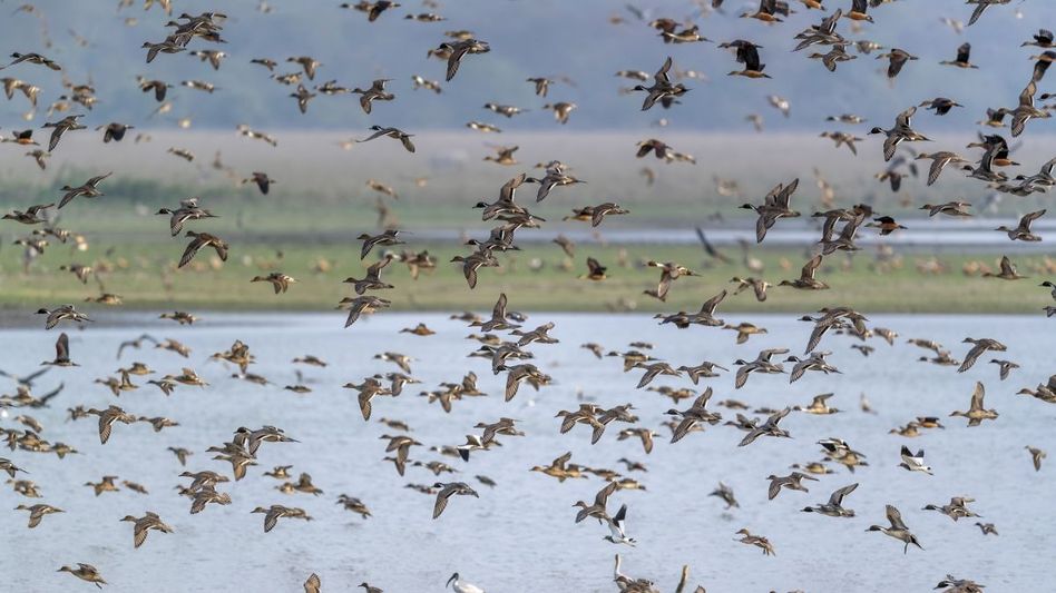 Assam: Waterbird census in Pobitora indicates increase in number of avian guests Assam: Waterbird census in Pobitora indicates increase in number of avian guests