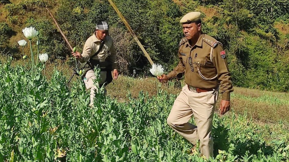 Manipur: 25 acres of poppy plantation destroyed in Kangpokpi Manipur: 25 acres of poppy plantation destroyed in Kangpokpi