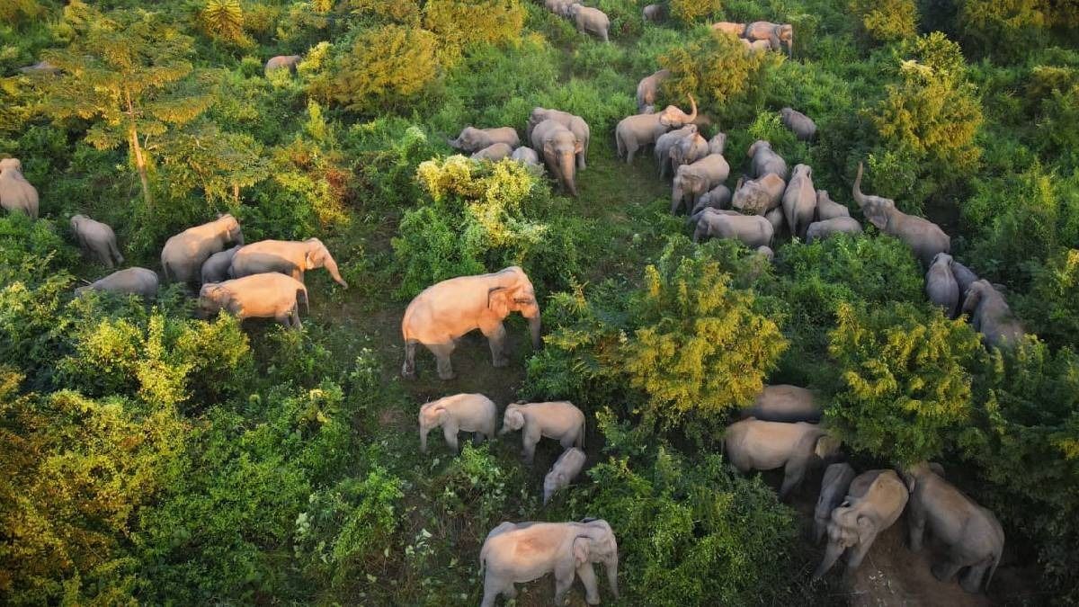 PM Modi lauds Assam's 'Hathibandhu' initiative in Mann Ki Baat address, CM Sarma expresses gratitude