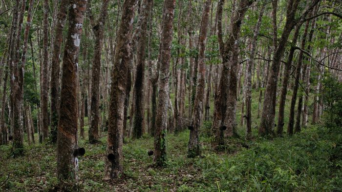Tripura aims increase in rubber plantations, surpasses 5-year target of 30,000 hectare (Photo: Pexels)