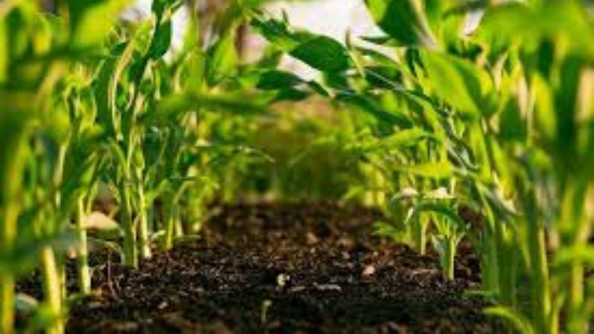 Tripura to bring 6,500 hectares of land under organic farming by 2026-27