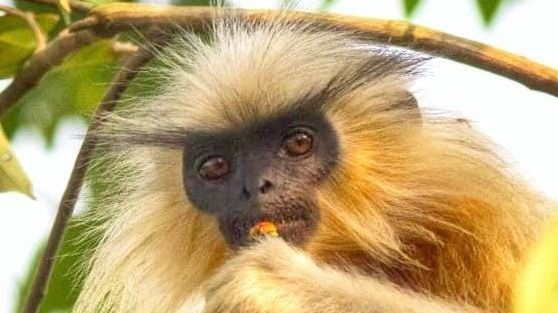 Assam: Golden langur with severe wound rescued in Kokrajhar  