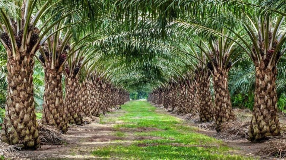 Patanjali to set up oil palm mill in Mizoram Patanjali to set up oil palm mill in Mizoram