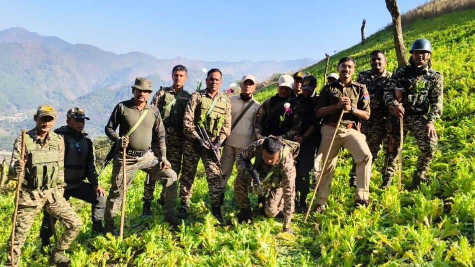 Manipur: Illicit poppy cultivation destroyed in Churachandpur Manipur: Illicit poppy cultivation destroyed in Churachandpur