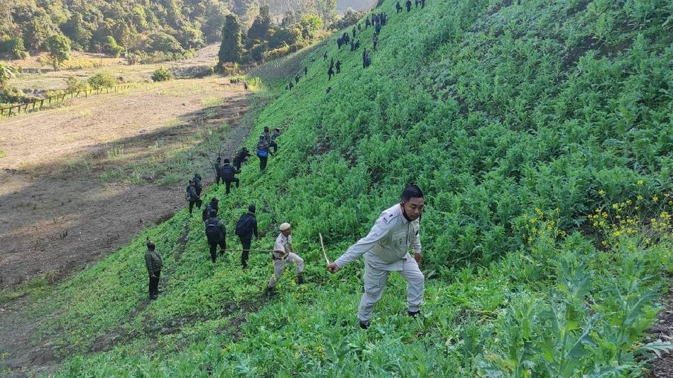 Manipur Police and CRPF destroy 35 acres of illegal poppy cultivation in Lhungjang Manipur Police and CRPF destroy 35 acres of illegal poppy cultivation in Lhungjang