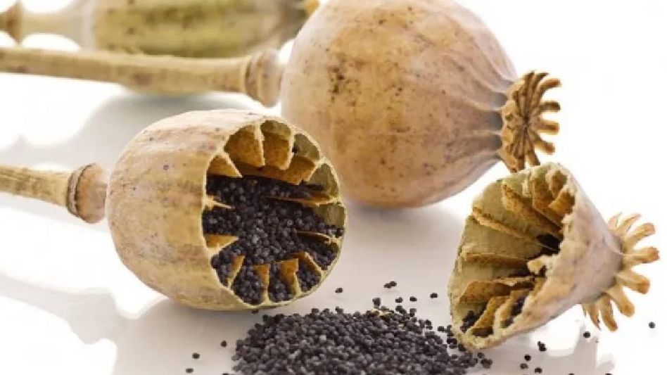 Assam Police seize opium worth Rs 4 crore in Karbi Anglong Assam Police seize opium worth Rs 4 crore in Karbi Anglong