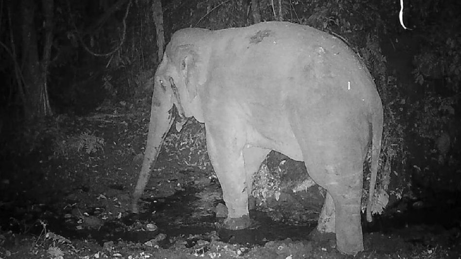 Arunachal: Male elephant sighted at Namdapha National Park after 12 years Arunachal: Male elephant sighted at Namdapha National Park after 12 years