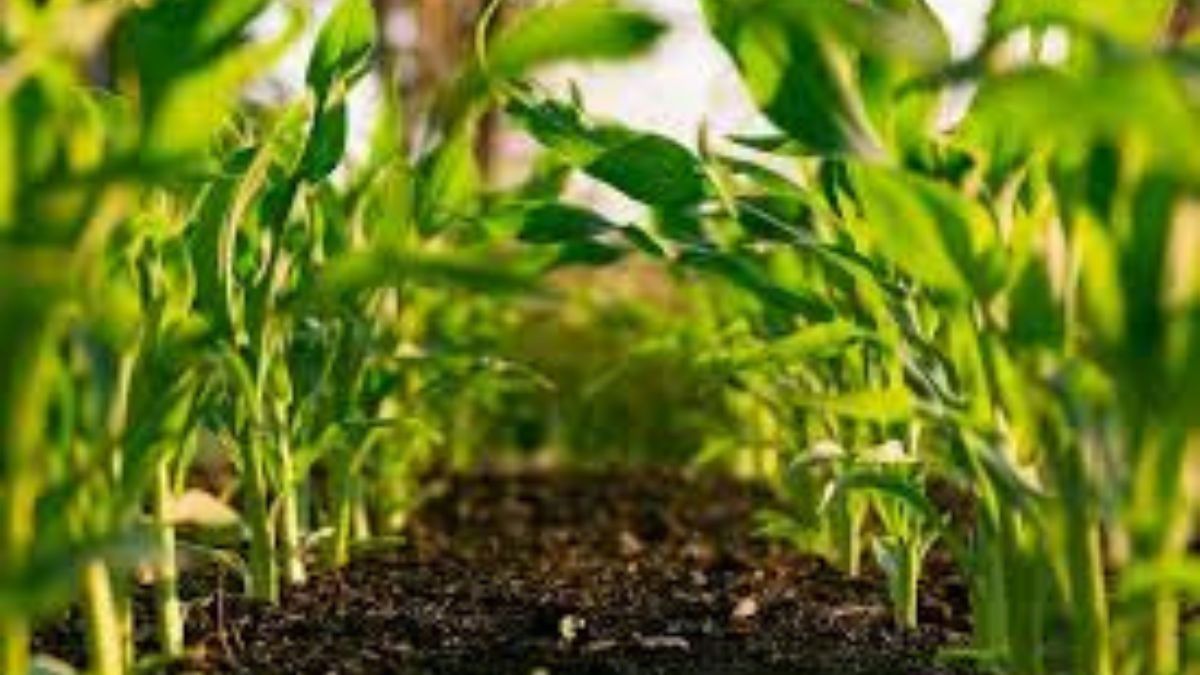 Arunachal agri board, ITBP partner to boost farmers' market access Arunachal agri board, ITBP partner to boost farmers' market access