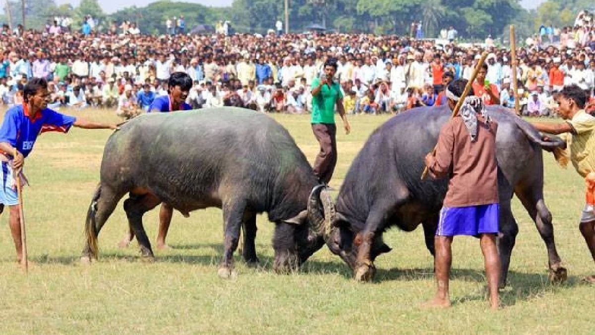 Assam to enact new law for allowing buffalo fights: Himanta Biswa Sarma