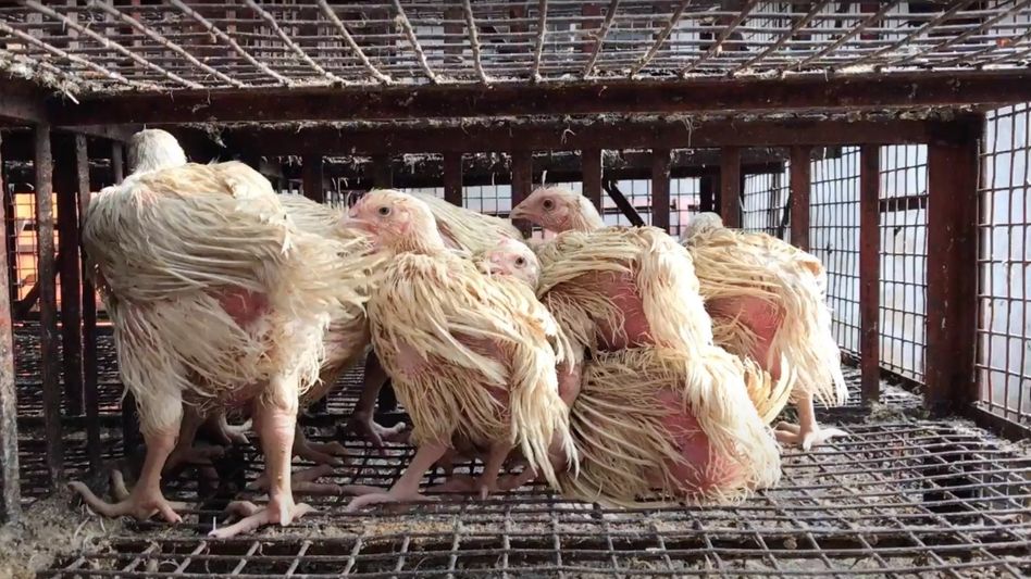 Sikkim poultry farmers body intercepts vehicles illegally transporting live, dressed chicken Sikkim poultry farmers body intercepts vehicles illegally transporting live, dressed chicken