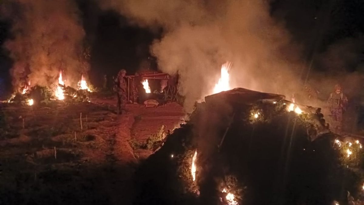 Tripura forces seize and destroy Rs 2.13 crore worth marijuana in Sepahijala  