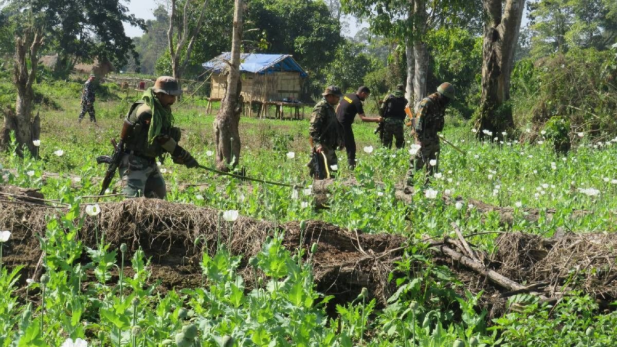 Arunachal: Illegal poppy on 180 hectares identified, 22.5 hectares destroyed in joint operation