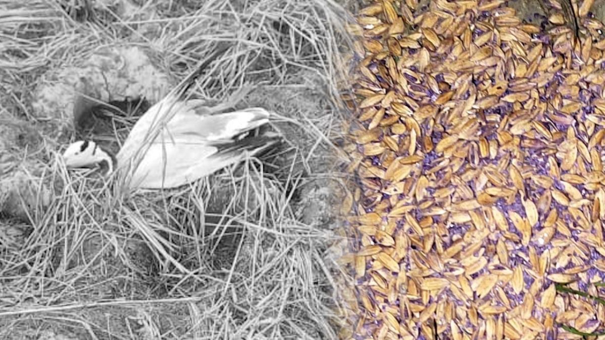 Assam's Sonitpur on alert as poisoned grain kills migratory birds, officials launch probe