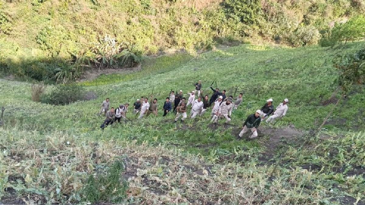 Manipur security forces destroy 5 acres of illicit poppy cultivation in Churachandpur