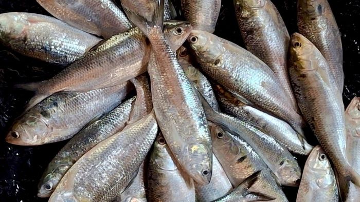 Assam’s Dhubri sees unusual ilish surge in Brahmaputra, baffling experts