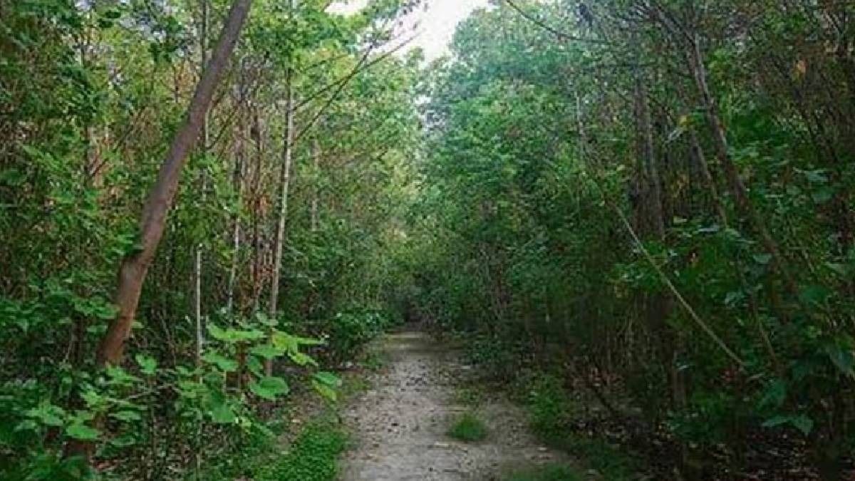 Nagaland forest project awarded for enhancing forest ecosystems, income generation