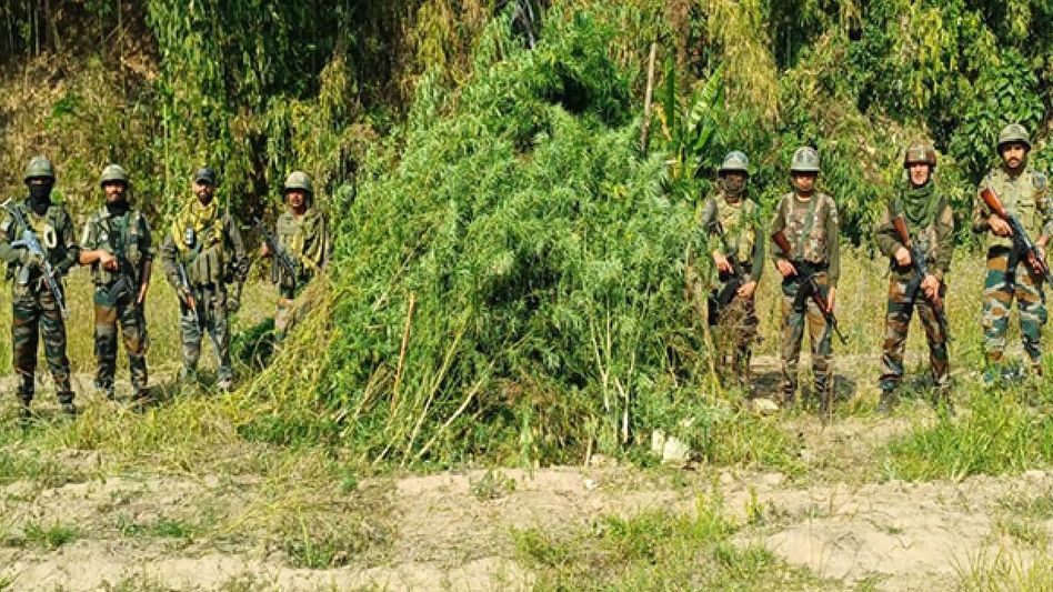 Manipur security forces destroy marijuana plantation in Pherzwal Manipur security forces destroy marijuana plantation in Pherzwal