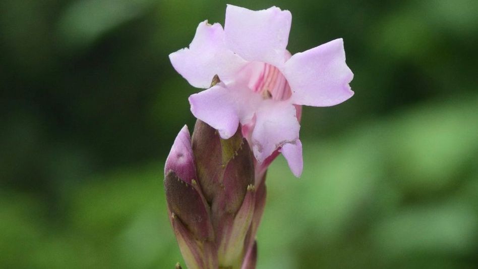 New giant Strobilanthes species discovered in Arunachal's eastern Himalayas New giant Strobilanthes species discovered in Arunachal's eastern Himalayas
