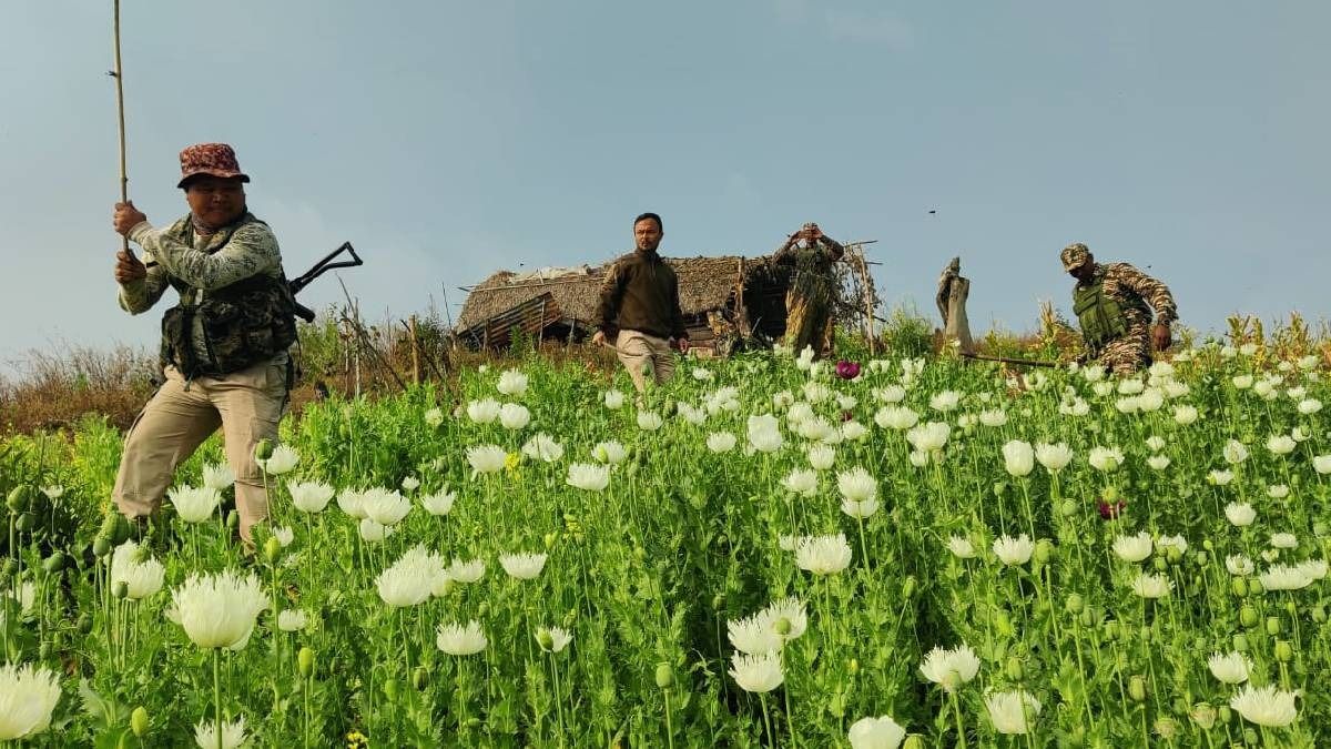 Manipur security forces destroy 4 acres of illegal poppy cultivation in Kangpokpi