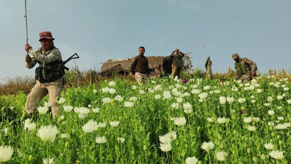Manipur security forces destroy 4 acres of illegal poppy cultivation in Kangpokpi Manipur security forces destroy 4 acres of illegal poppy cultivation in Kangpokpi