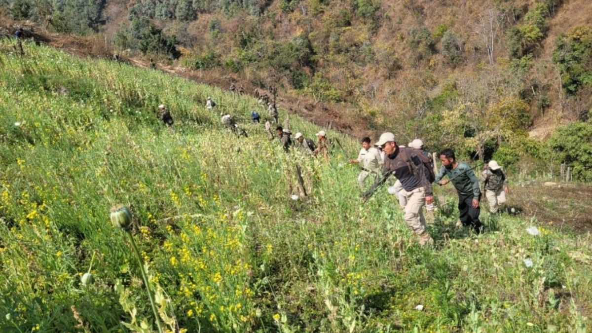 Manipur: Illicit poppy cultivation destroyed in Churachandpur district