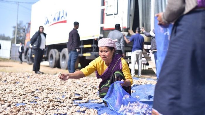 Meghalaya makes history with first sea shipment of ginger to Dubai