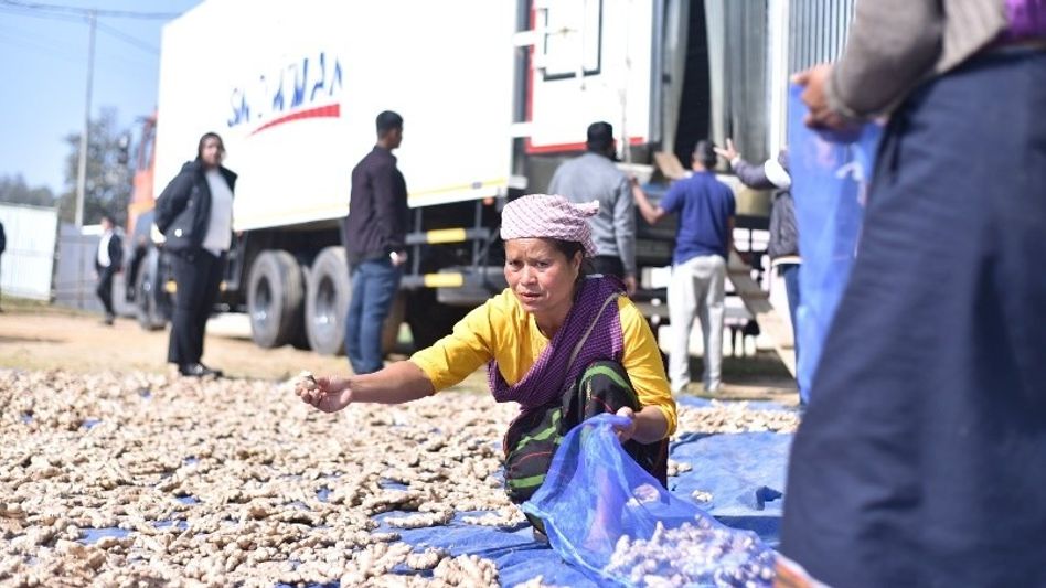 Meghalaya makes history with first sea shipment of ginger to Dubai Meghalaya makes history with first sea shipment of ginger to Dubai