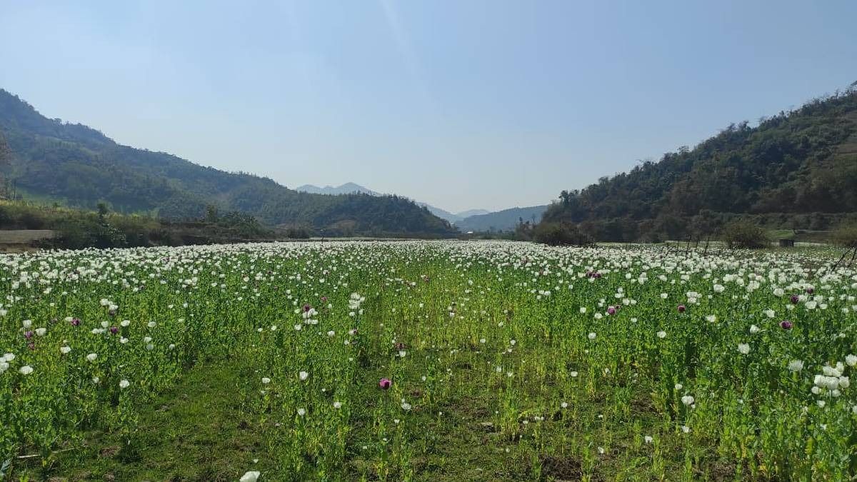 Manipur: 50 acres of illegal poppy cultivation dismantled in Kangpokpi