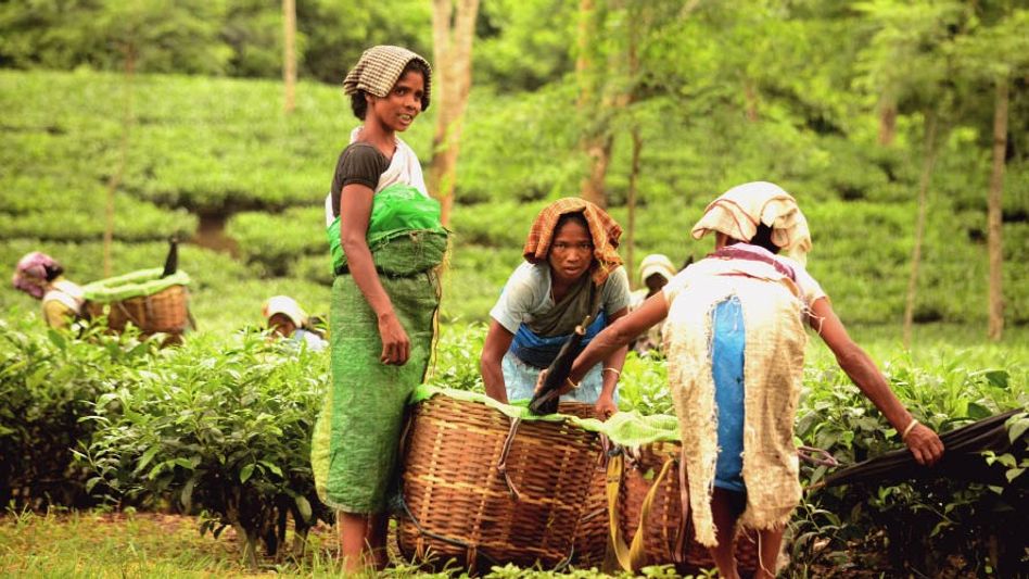 Tea industry welcomes Assam govt policy of promoting renewable energy Tea industry welcomes Assam govt policy of promoting renewable energy