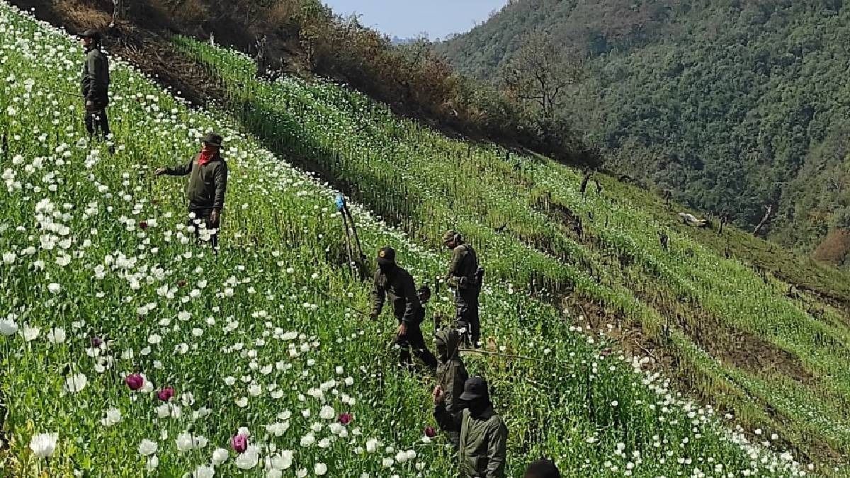 Manipur security forces destroy 30 acres of poppy plants in Kangpokpi's Puleijang village