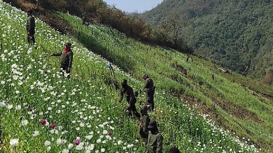 Manipur security forces destroy 30 acres of poppy plants in Kangpokpi's Puleijang village Manipur security forces destroy 30 acres of poppy plants in Kangpokpi's Puleijang village