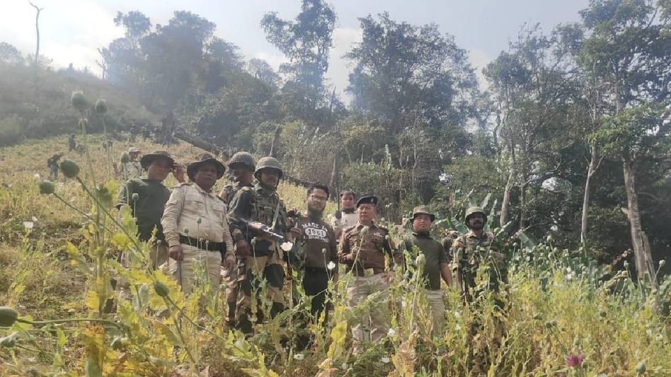 Manipur's poppy destruction drive: 15 acres of illegal cultivation eradicated in Tengnoupal Manipur's poppy destruction drive: 15 acres of illegal cultivation eradicated in Tengnoupal