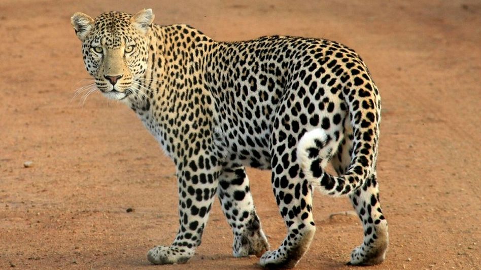 Sikkim: Woman injured in leopard attack while collecting fodder in Namchi Sikkim: Woman injured in leopard attack while collecting fodder in Namchi